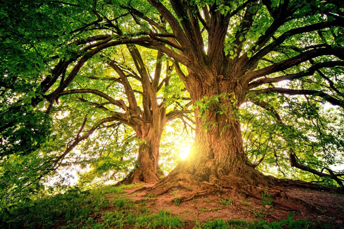 Déroulement d'une séance